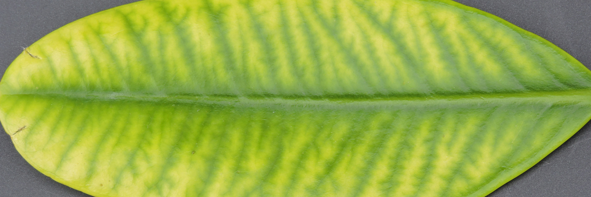 Understanding the Role of Manganese in Plant Health